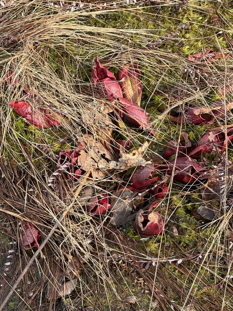 Sarracenia purpurea subsp. purpurea photo 8