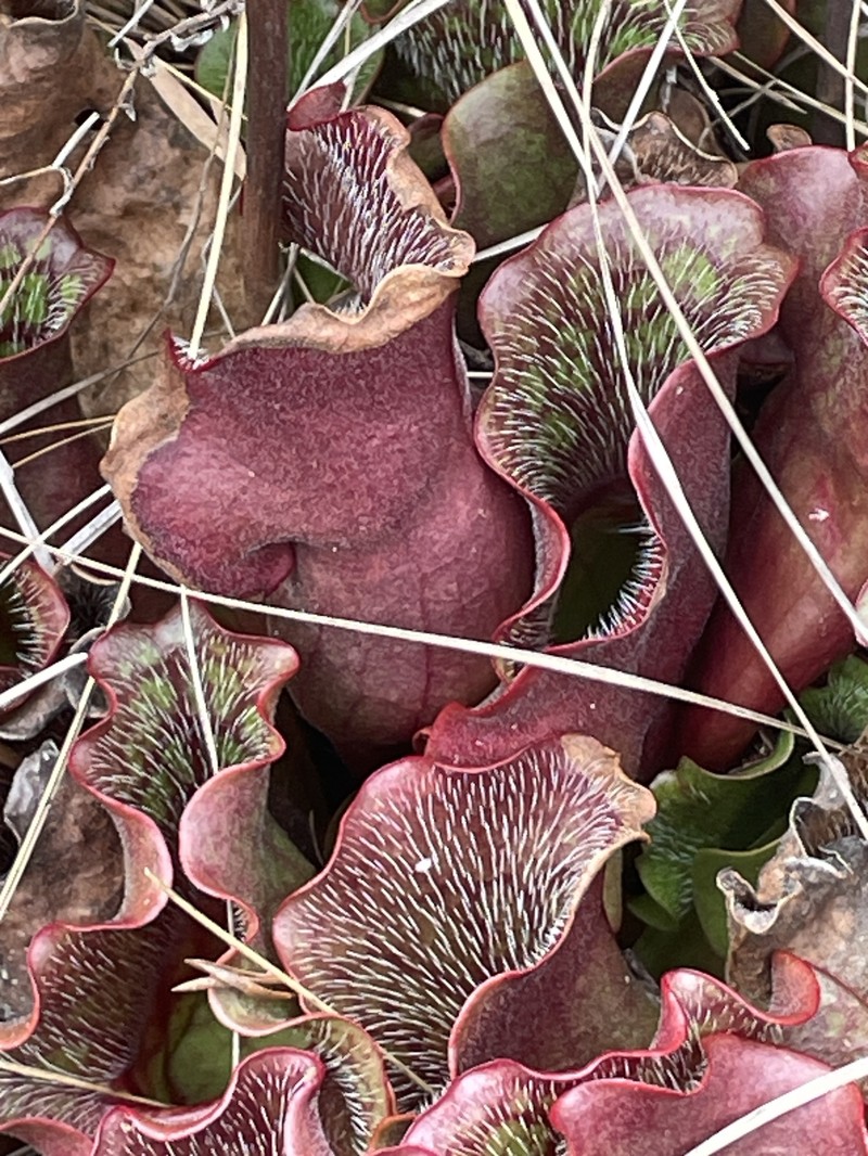 Sarracenia purpurea subsp. venosa