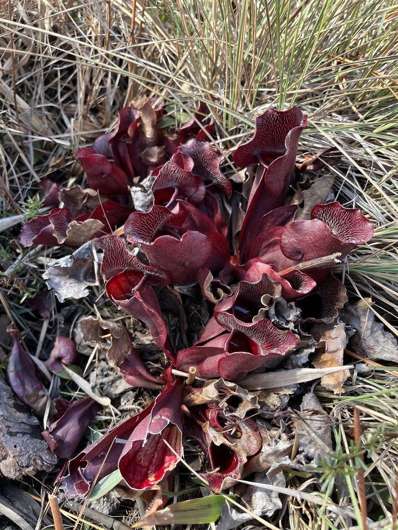 Sarracenia purpurea subsp. venosa photo 2