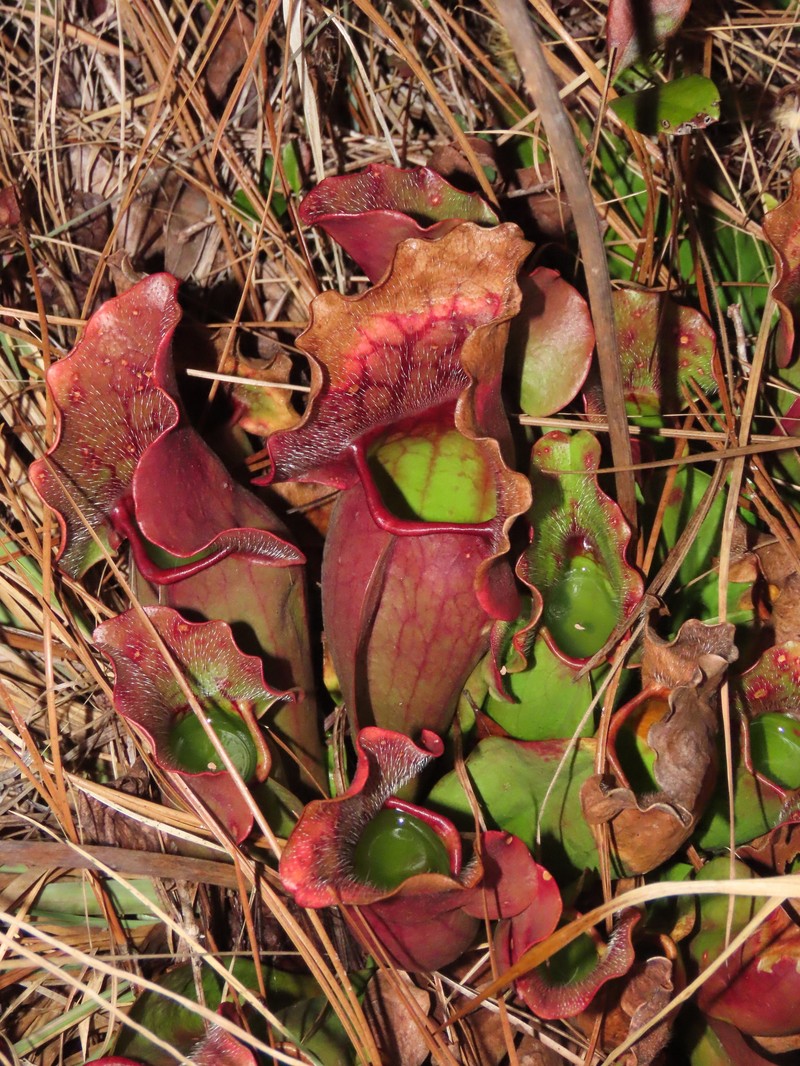 Sarracenia purpurea subsp. venosa photo 3