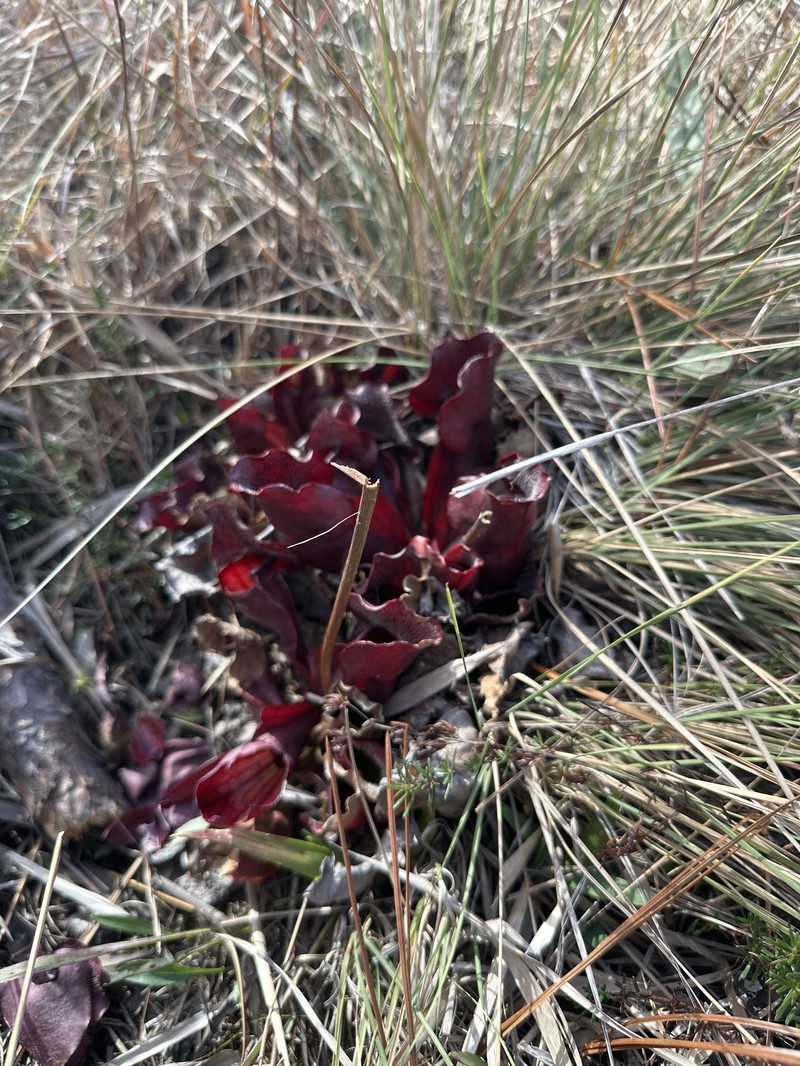 Sarracenia purpurea subsp. venosa photo 4
