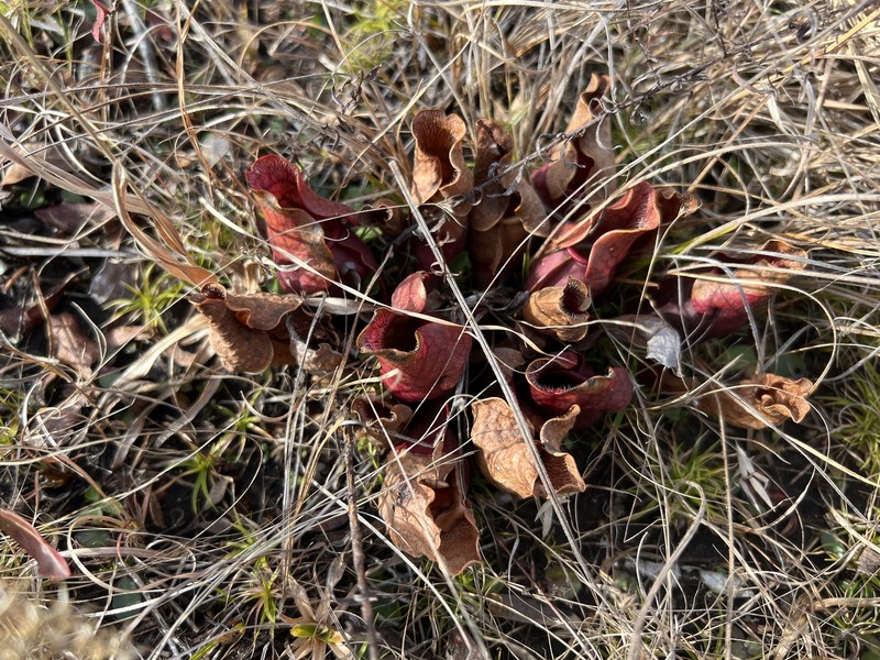 Sarracenia purpurea subsp. venosa photo 5