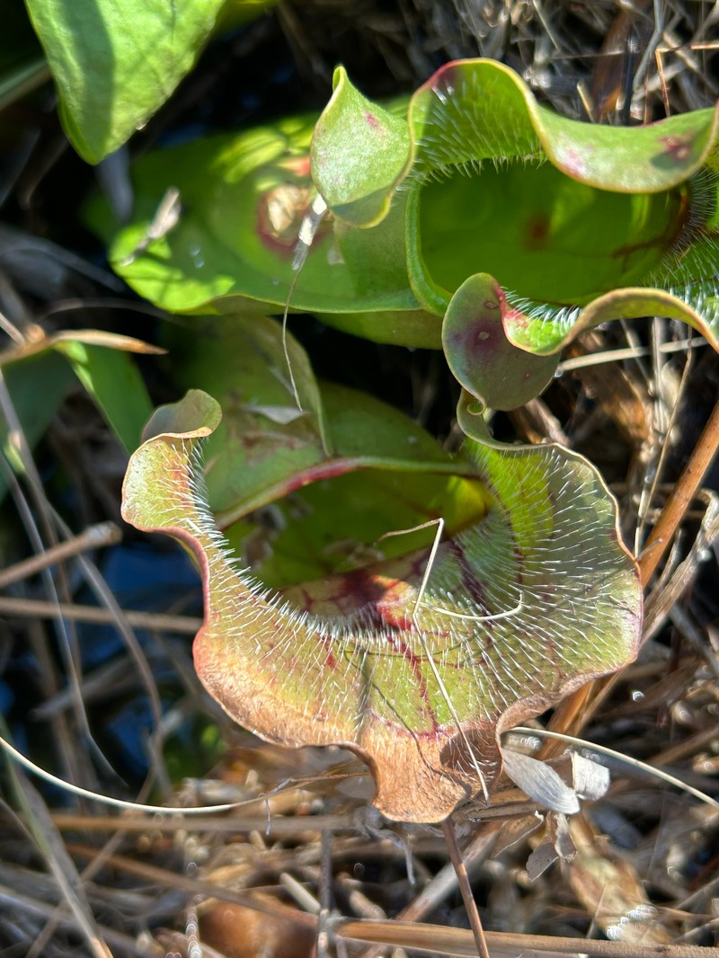 Sarracenia purpurea subsp. venosa photo 6