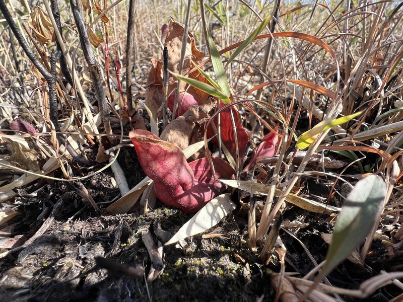 Sarracenia purpurea subsp. venosa photo 7