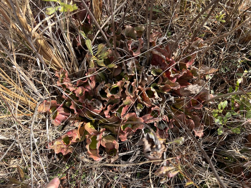 Sarracenia purpurea subsp. venosa photo 8