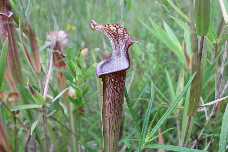 Pitcherplant