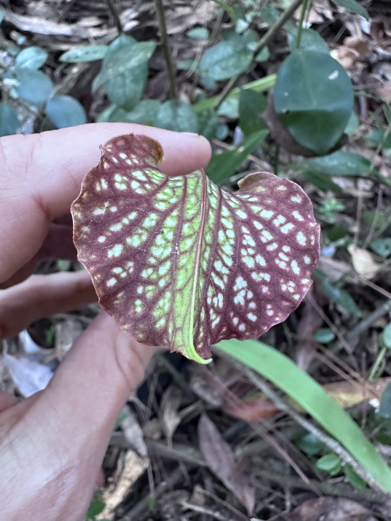 Pitcherplant photo 2