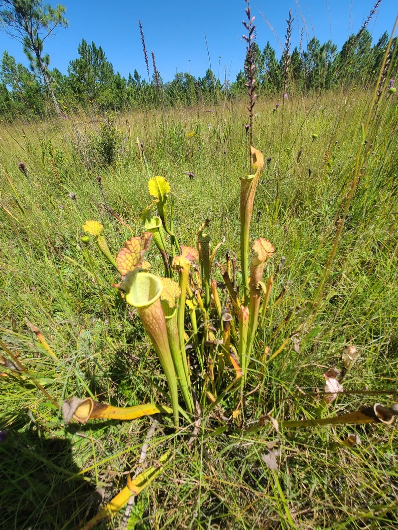 Pitcherplant photo 3