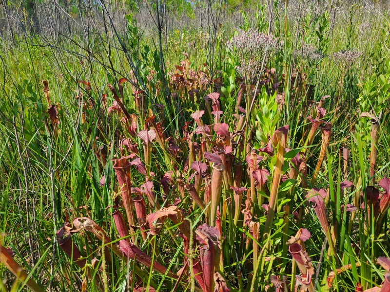 Pitcherplant photo 4