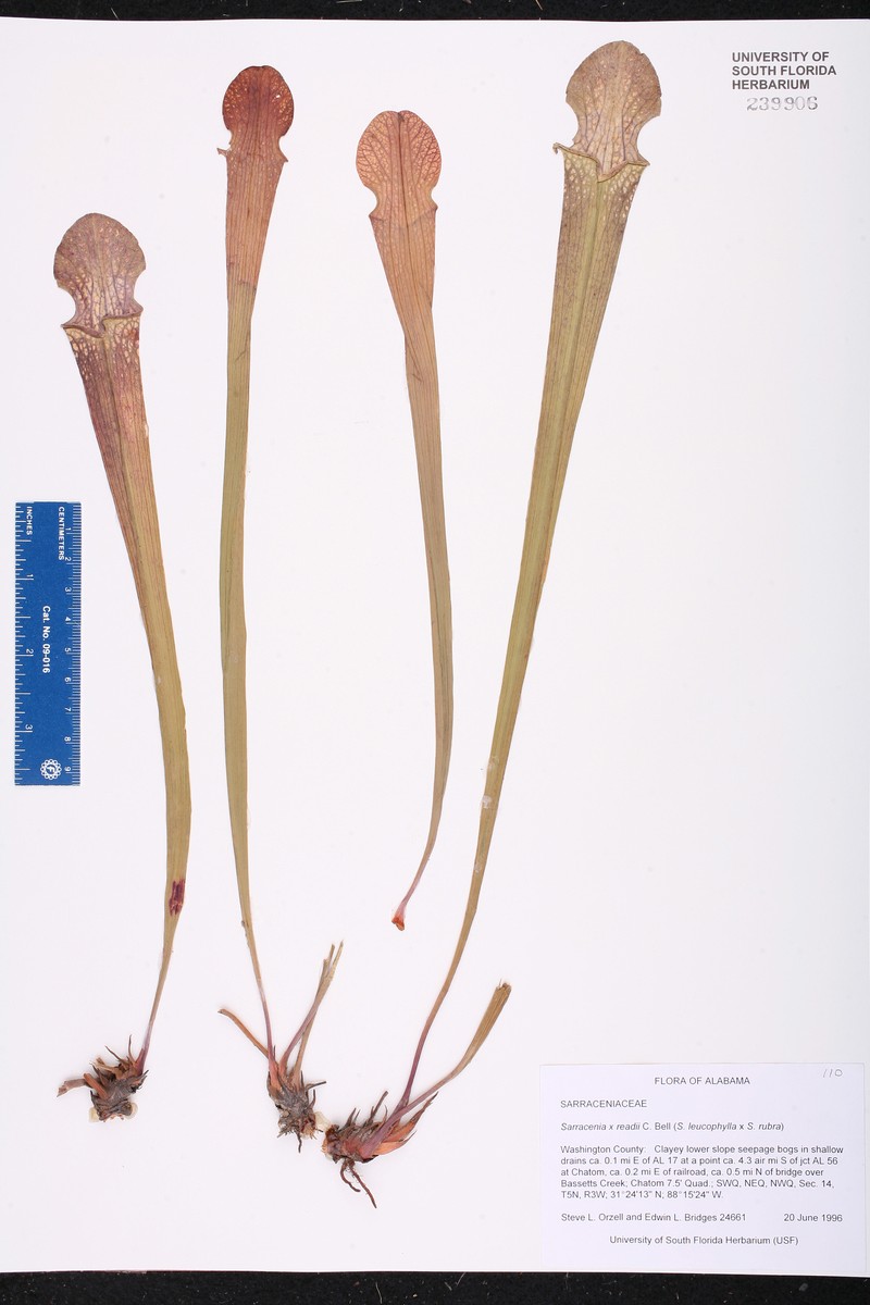 Pitcherplant photo 5