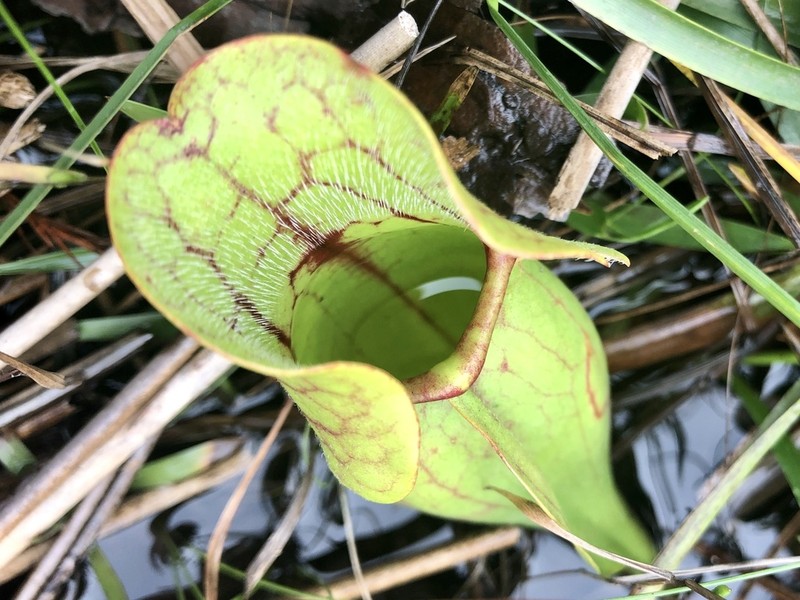 hybrid pitcherplant photo 2