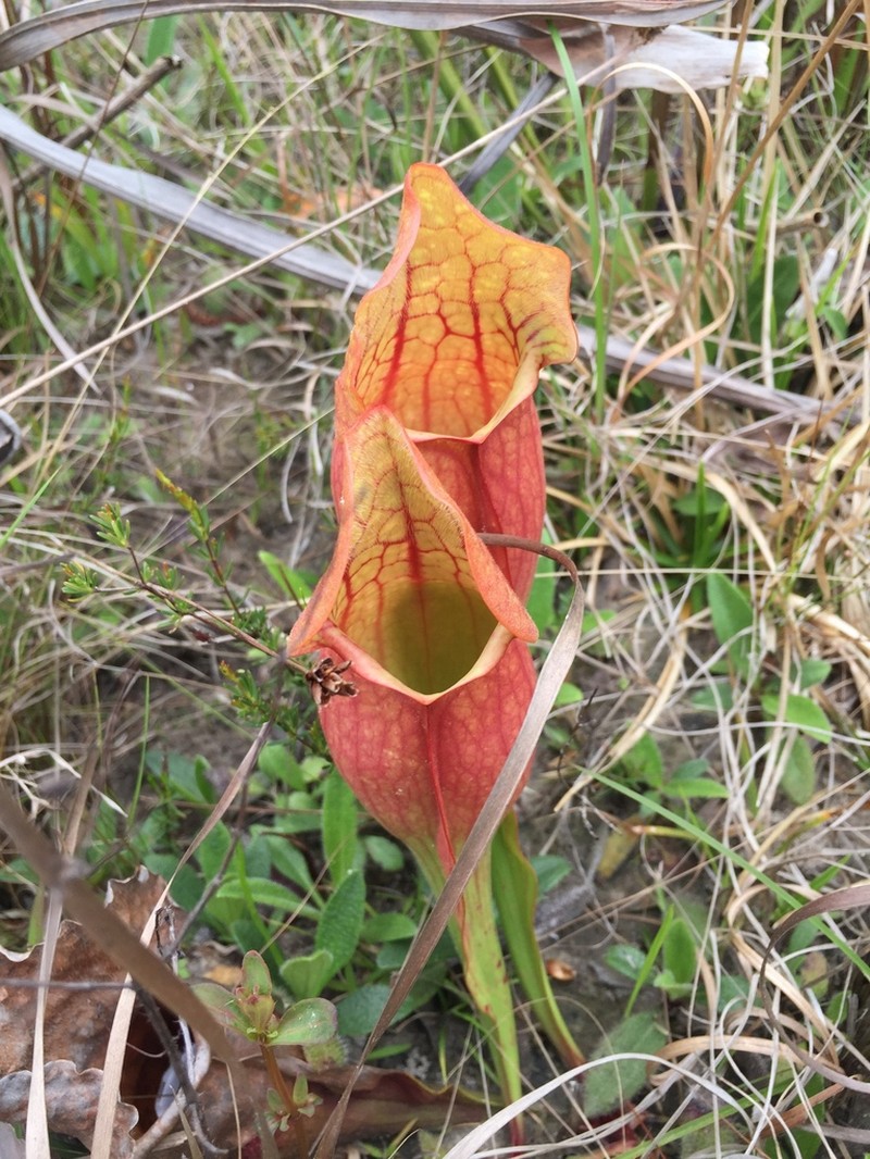 hybrid pitcherplant photo 3