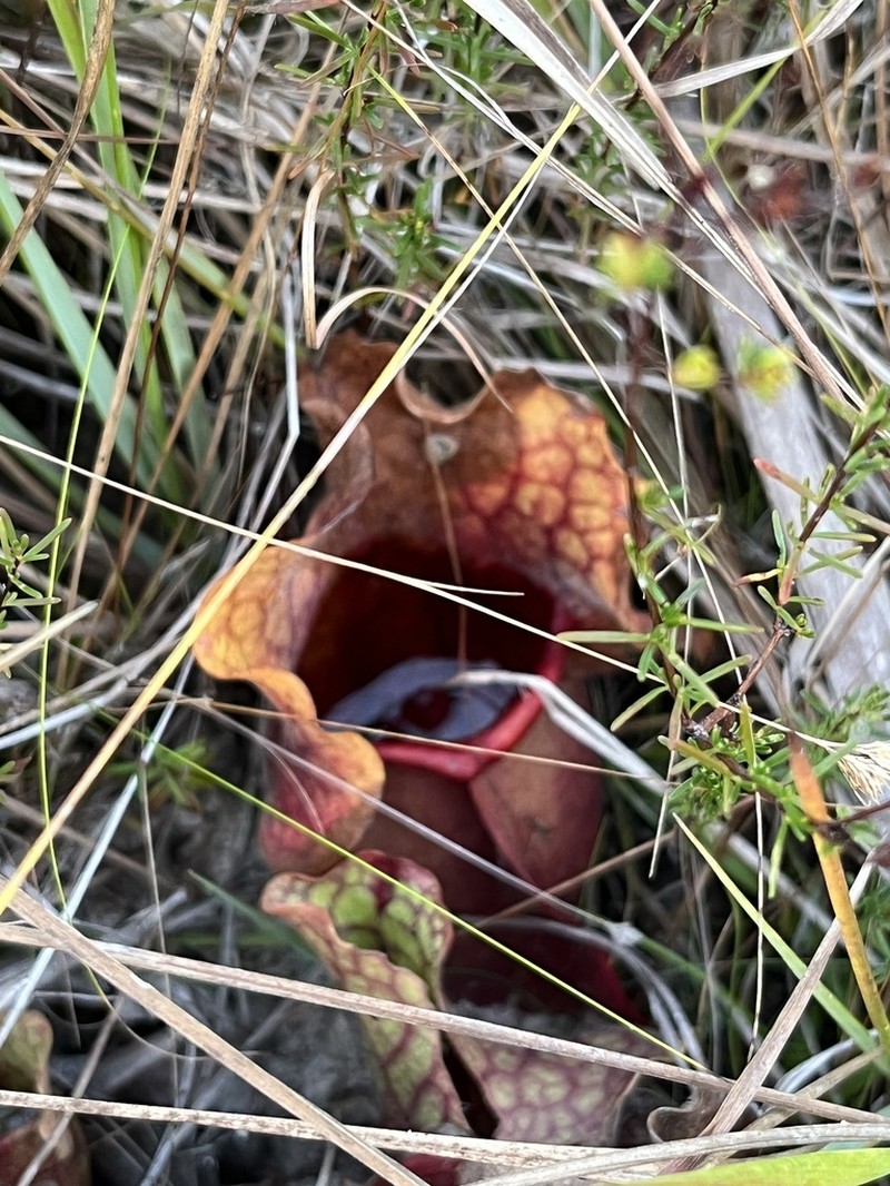 hybrid pitcherplant photo 4