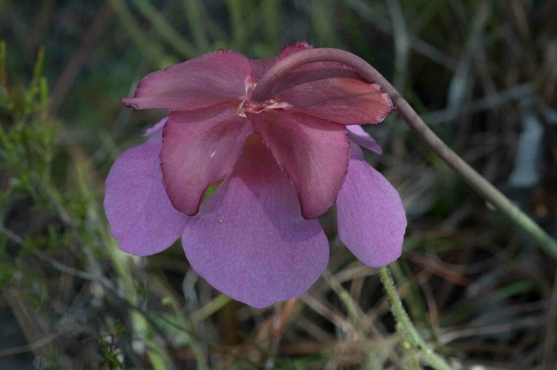 hybrid pitcherplant photo 5
