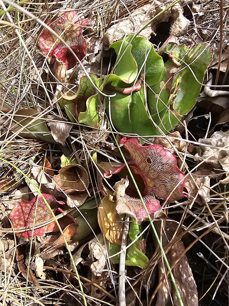 hybrid pitcherplant photo 6