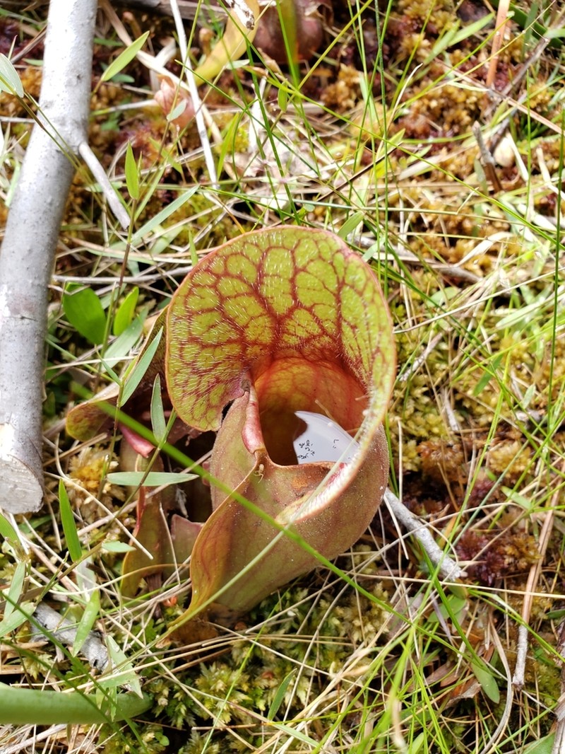 hybrid pitcherplant photo 7