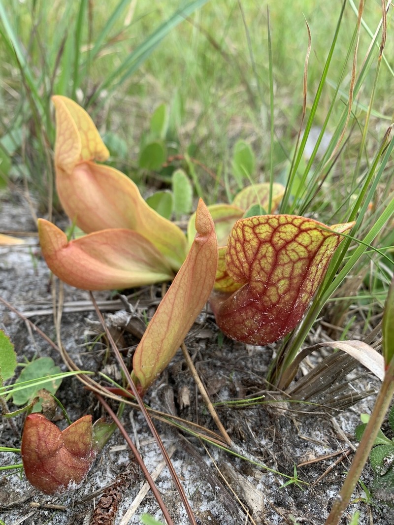 hybrid pitcherplant photo 8