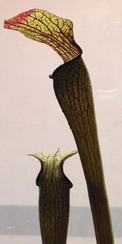 Sweet Pitcherplant photo 4