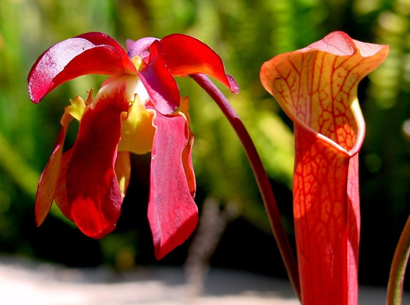 Sweet Pitcherplant