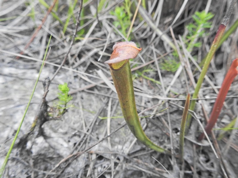 Sweet Pitcherplant photo 3