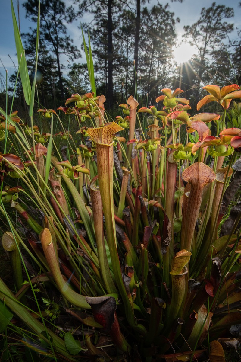 Sweet Pitcherplant photo 4