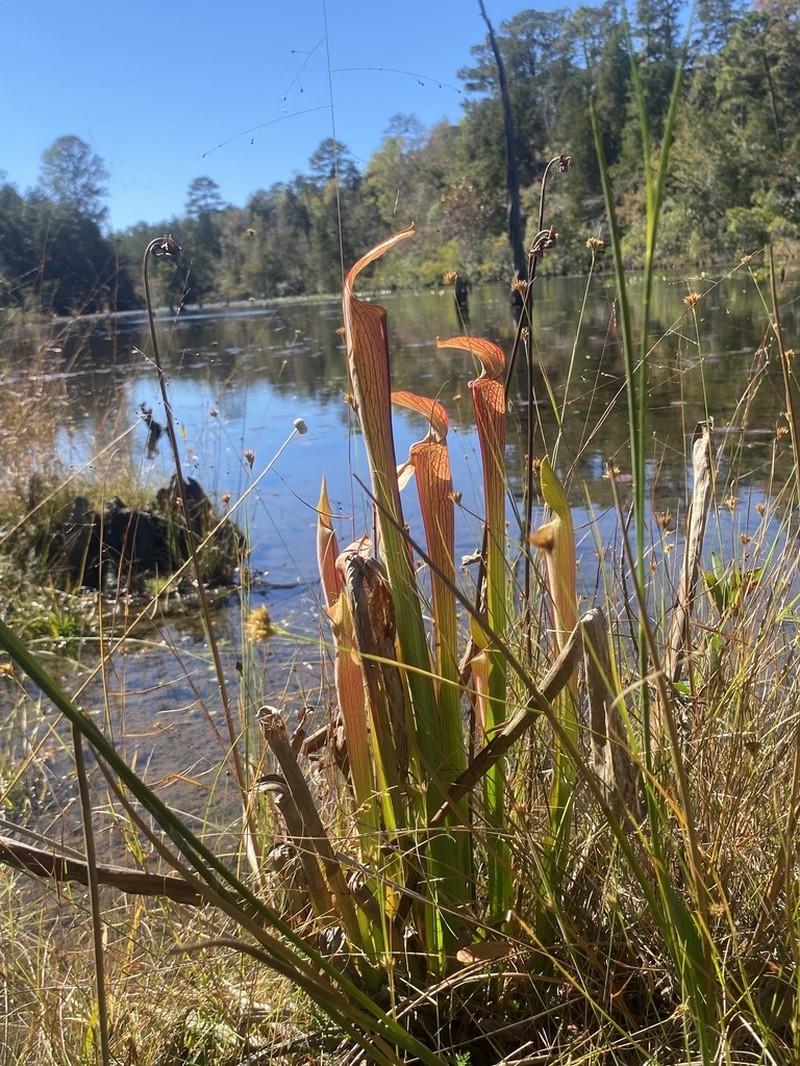 Sweet Pitcherplant photo 5