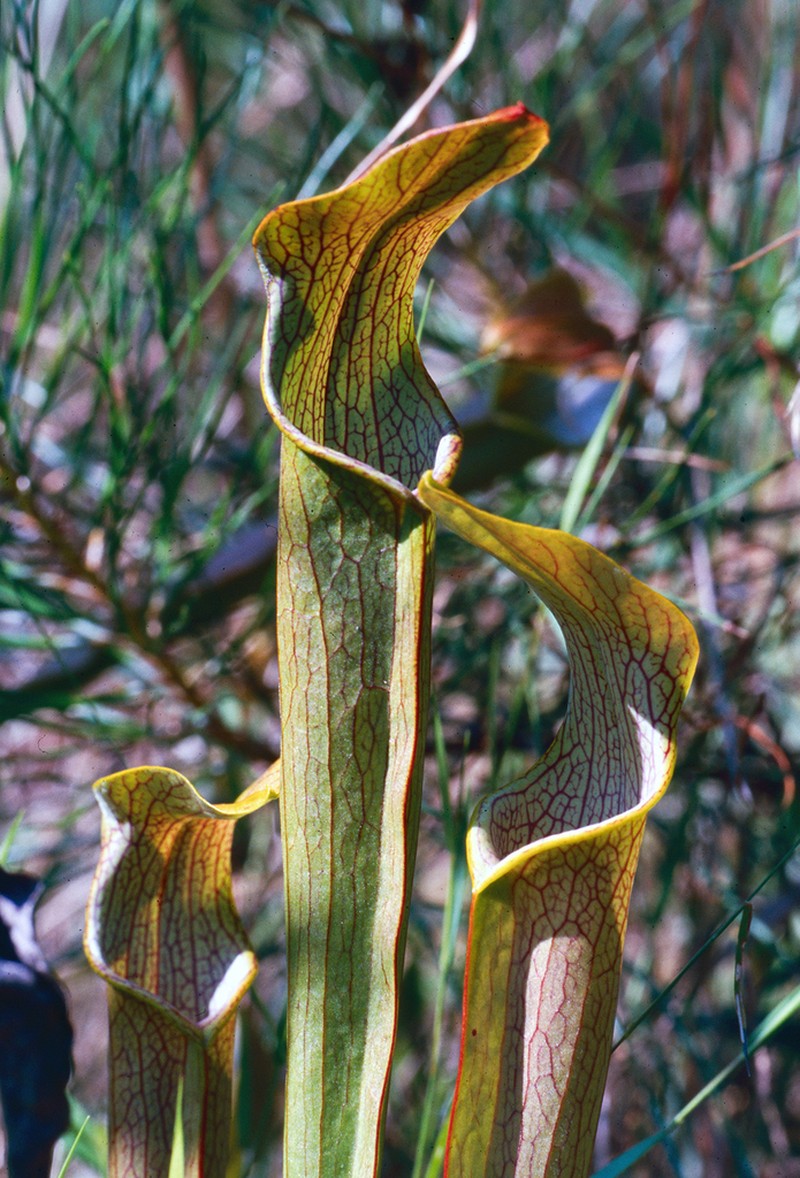 Sweet Pitcherplant photo 6