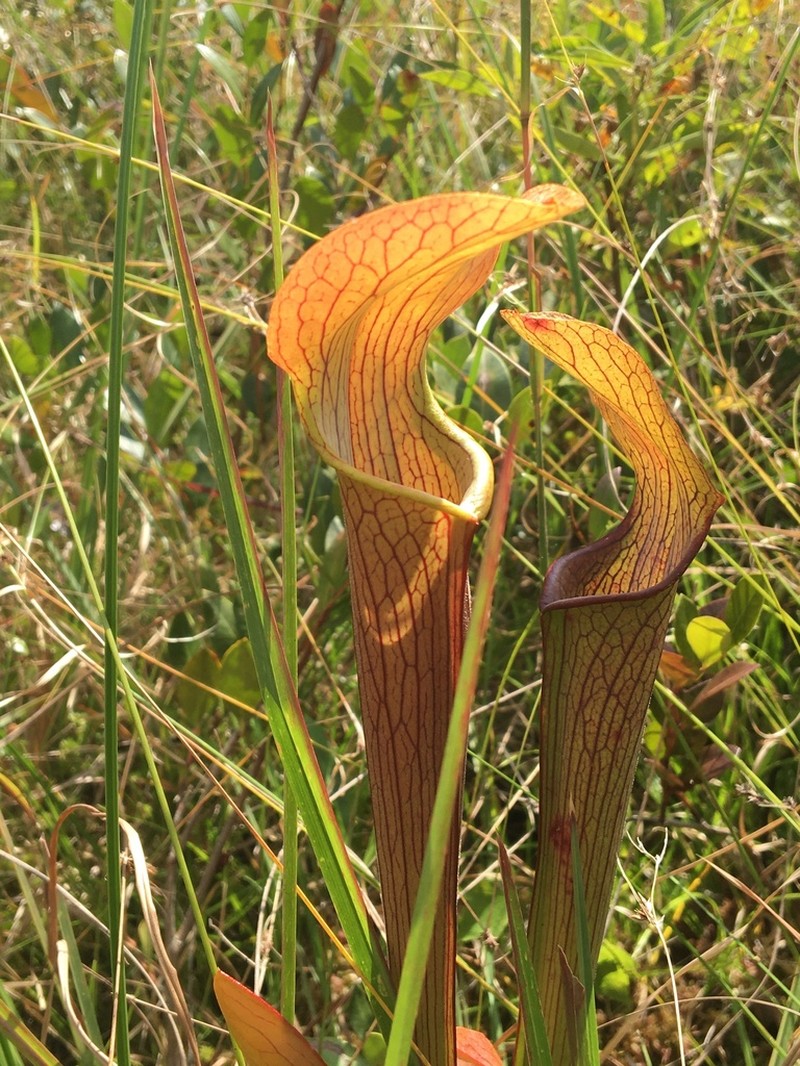 Sweet Pitcherplant photo 7