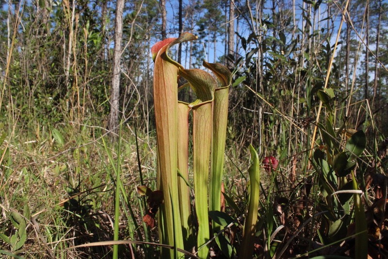 Sarracenia rubra subsp. gulfensis