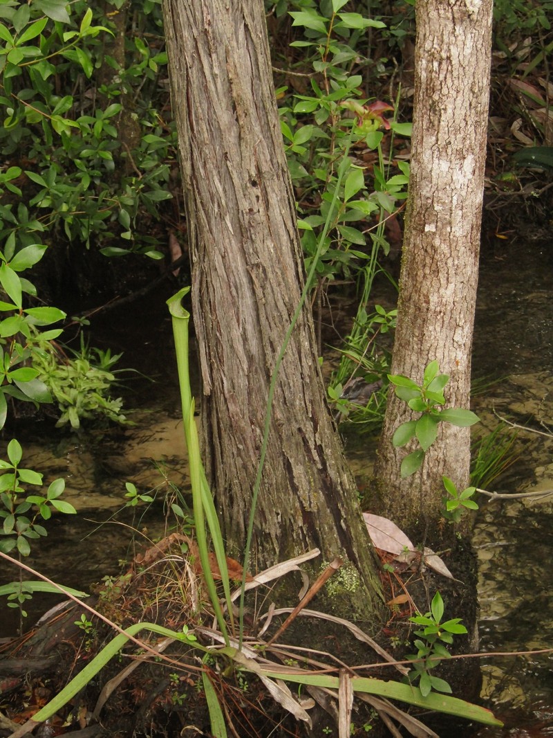 Sarracenia rubra subsp. gulfensis photo 2