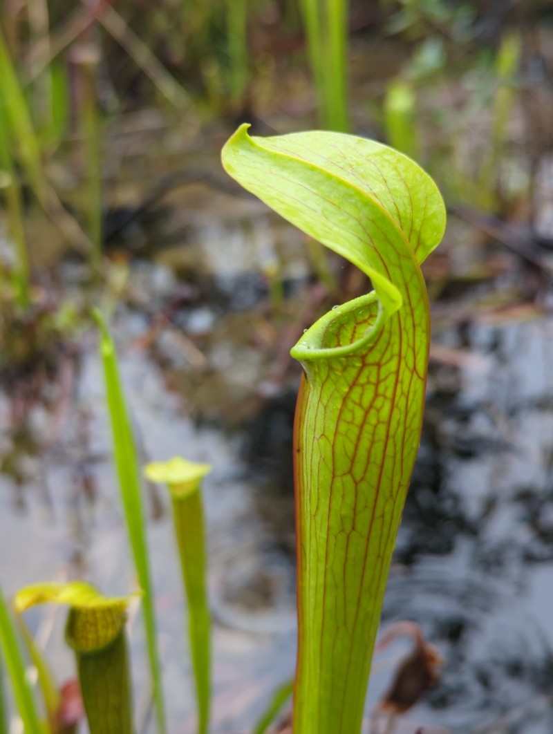 Sarracenia rubra subsp. gulfensis photo 3