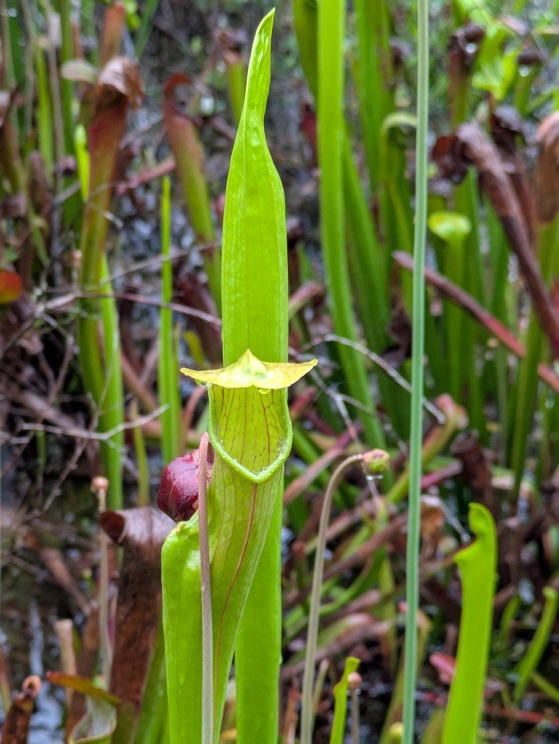 Sarracenia rubra subsp. gulfensis photo 4