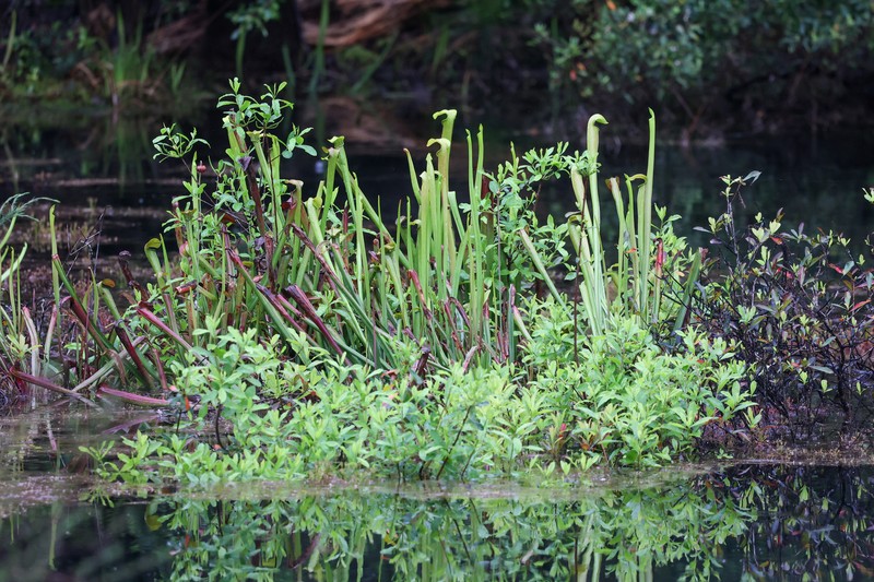 Sarracenia rubra subsp. gulfensis photo 5