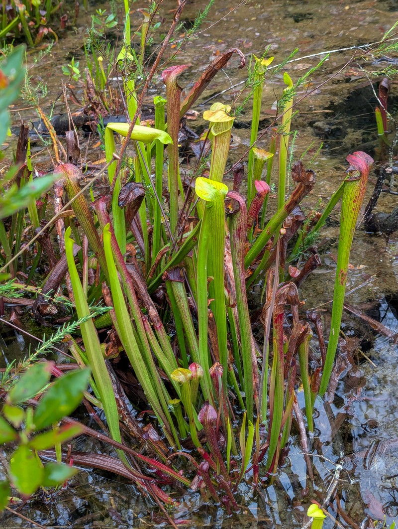 Sarracenia rubra subsp. gulfensis photo 6