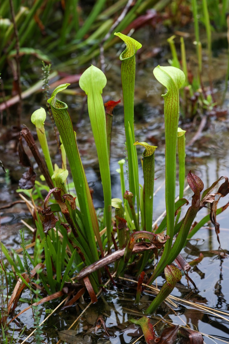 Sarracenia rubra subsp. gulfensis photo 7