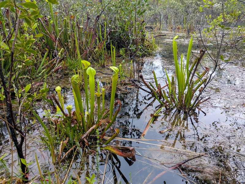 Sarracenia rubra subsp. gulfensis photo 8
