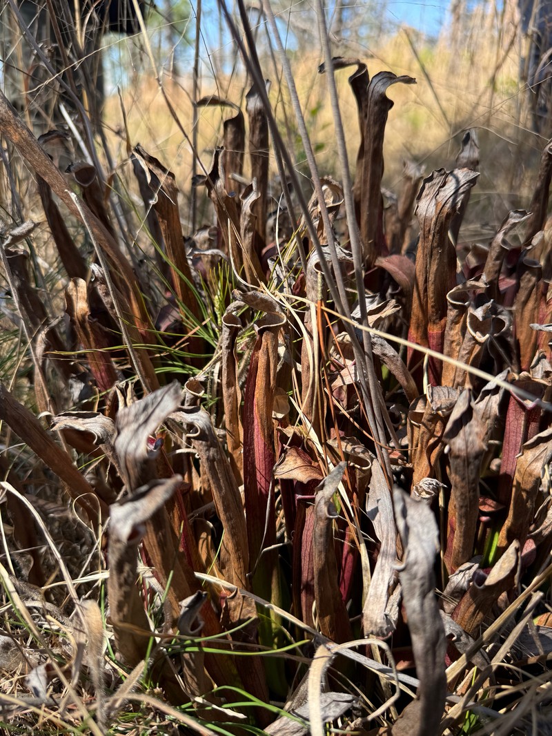 Sarracenia rubra subsp. rubra