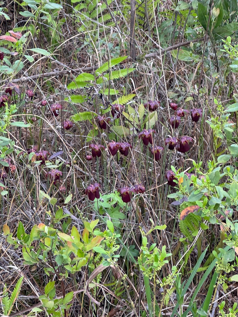Sarracenia rubra subsp. rubra photo 2
