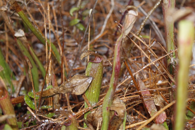 Sarracenia rubra subsp. rubra photo 3
