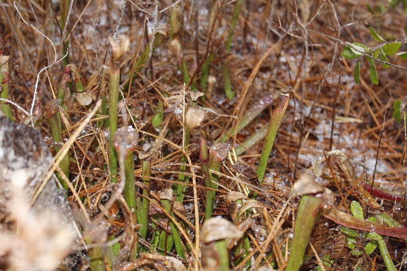 Sarracenia rubra subsp. rubra photo 4