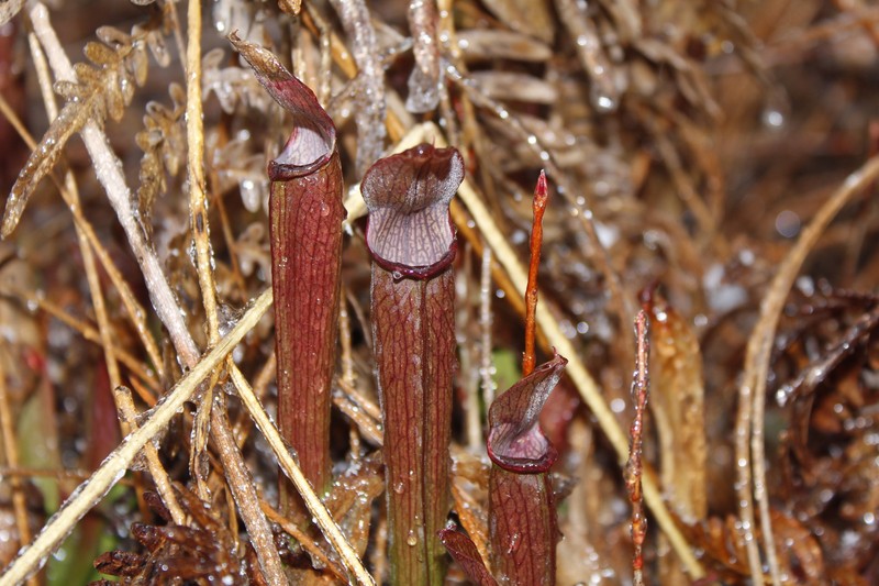 Sarracenia rubra subsp. rubra photo 5