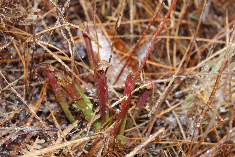 Sarracenia rubra subsp. rubra photo 6