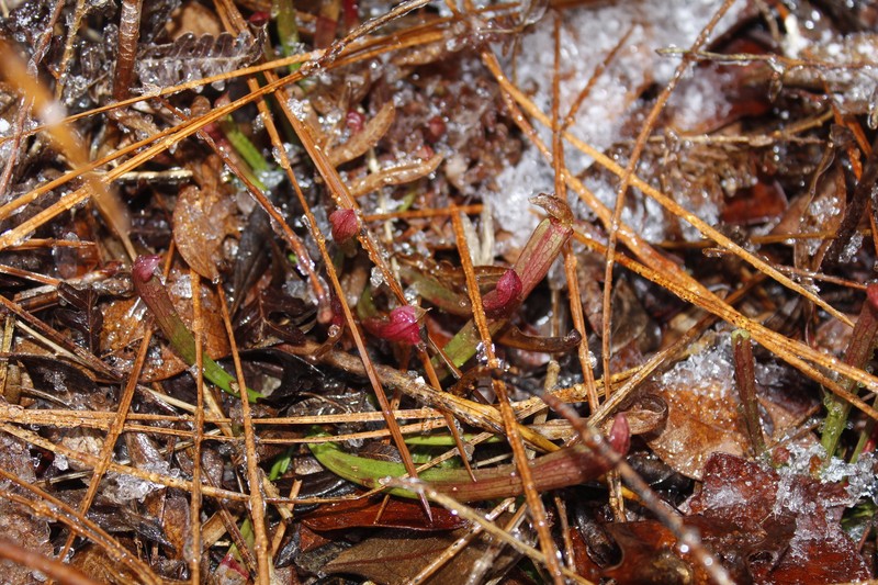 Sarracenia rubra subsp. rubra photo 7
