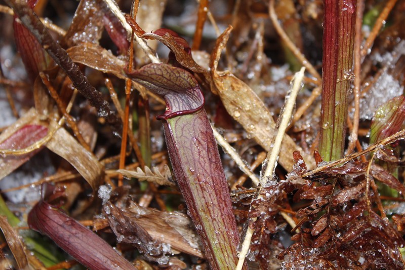 Sarracenia rubra subsp. rubra photo 8
