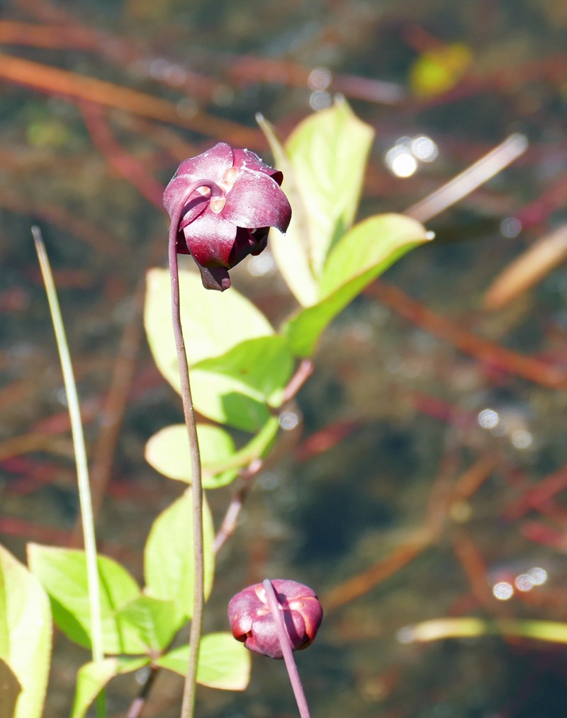 Sarracenia rubra subsp. viatorum