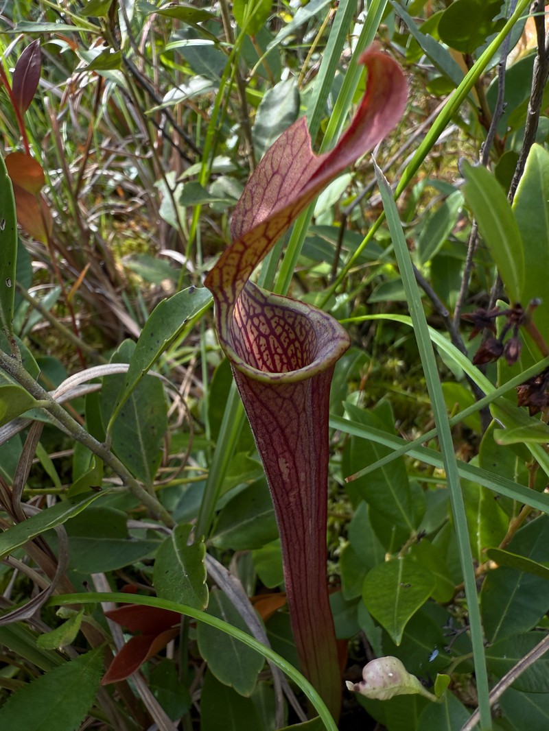 Sarracenia rubra subsp. viatorum photo 2