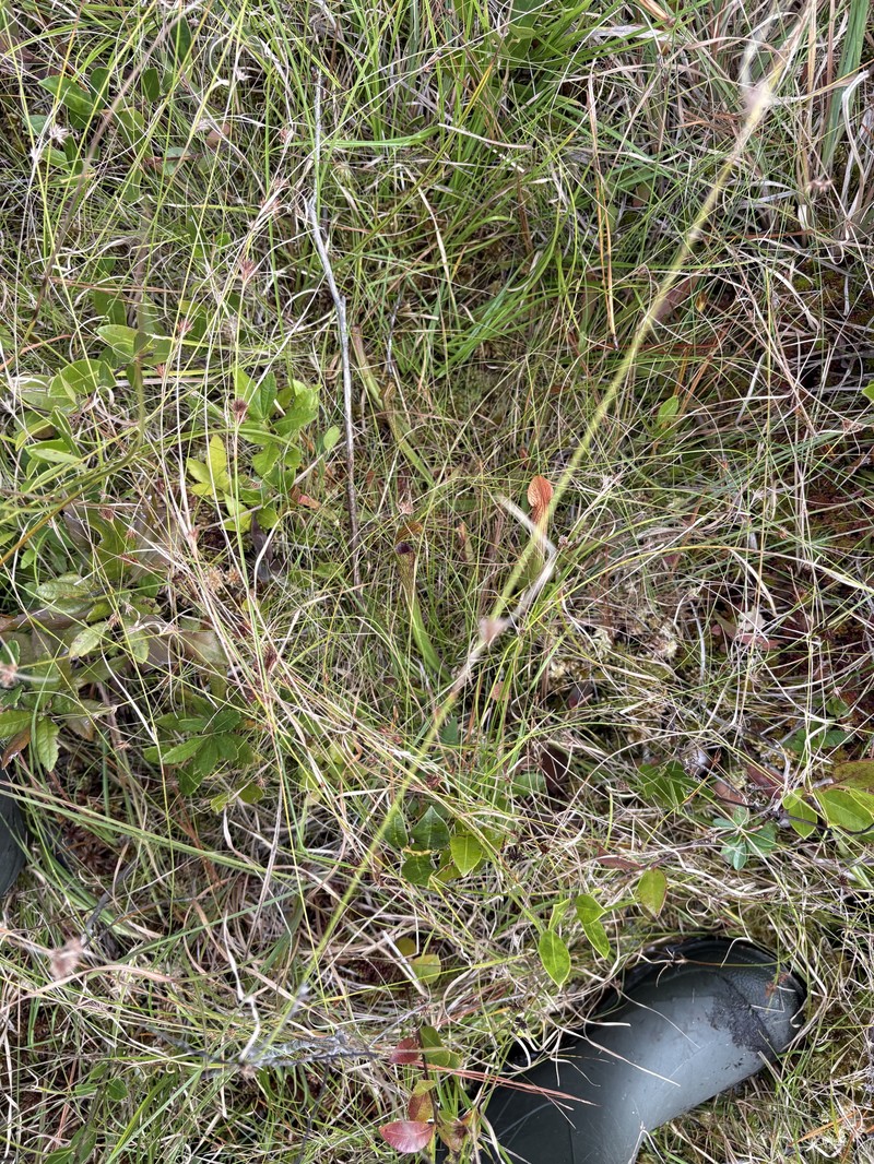 Sarracenia rubra subsp. viatorum photo 3