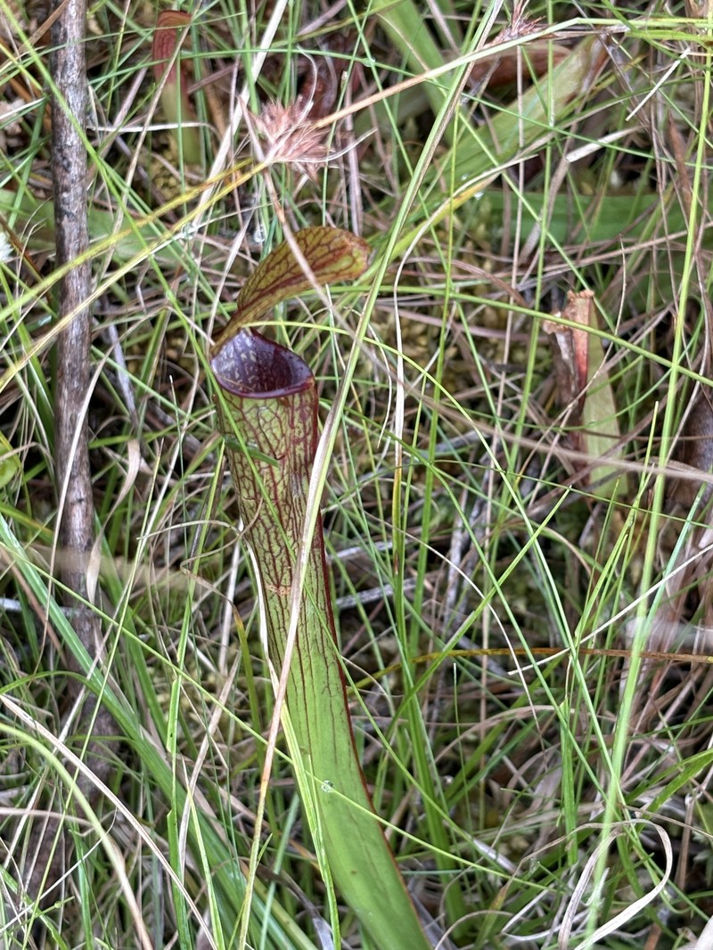 Sarracenia rubra subsp. viatorum photo 4