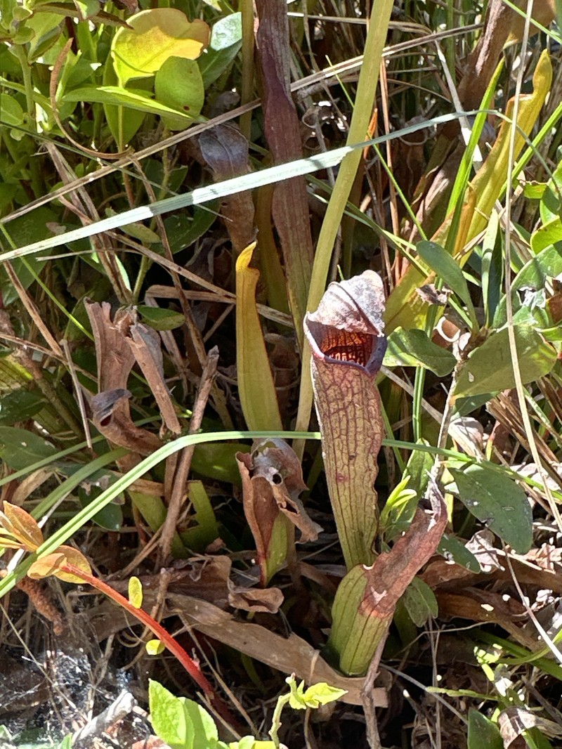 Sarracenia rubra subsp. viatorum photo 5