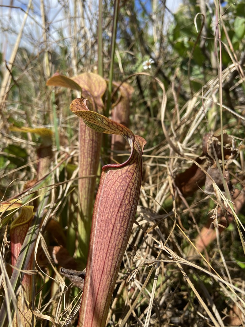 Sarracenia rubra subsp. viatorum photo 6